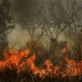 Požar kod Trebinja Gori trava i nisko rastinje, vetar otežava gašenje