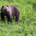 Horor u nacionalnom parku: Grizli usmrtio bračni par i njihovog psa