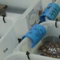 VIDEO: Više od 500 beba kornjača spaseno posle jake oluje u Kejp Taunu