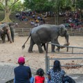 Slon se razjario tokom verske procesije u Šri Lanki, povređeno 13 osoba