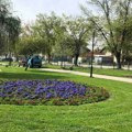 Grad nabavlja dendromaterijal pred jesenju sadnju: Muke stručnjaka oko izbora sorti drveća otpornog i na tropske temperature i…