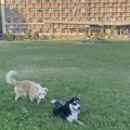 Psi doprineli nemačkom budžetu sa 430 miliona evra
