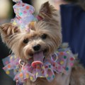 (Foto) Tradicija koja traje više od 20 godina: Održana ulična zabava za pse na karnevalu u Riju