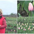 (Video) Holandske lepotice cvetaju 15 kilometara od Sombora na Velikom polju Hilda Bagi posadila 20.000 lala! Ovog vikenda…