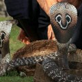 Kobre sa Šri Lanke imaju zasebnu genetsku lozu, ali pripadaju istoj vrsti