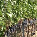 Ako se ne okrenemo autohtonim sortama, budućnost vinogradarstva i vinarstva je veoma neizvesna upozoravaju naučnici