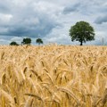 Moskva poslala 200.000 tona pšenice u šest afričkih zemalja