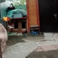 Руска породица припитомила дивљу звер Не уједа, поједе преко 20 килограма хране, помаже у кући! (видео)