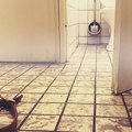 Ušao u kupatilo i pobeleo od straha kada je video wc šolju – pravi šok usledio kad je stigla komšinica