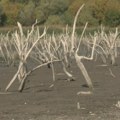 Scene sa srpskog jezera "kao iz apokalipse": Pitanje je da li će preživeti još jedno leto