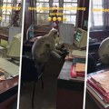 Pometnja na železničkoj stanici: Majmun se ušunjao u kancelariju, pogledajte šta radi