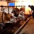 Organsko mleko sa Zlatibora – da bude dobro i kupcima i proizvođačima
