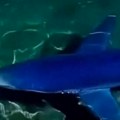 Noćna mora za turiste: Plava ajkula doplivala do same obale u Grčkoj! Evo koliko su opasne ove životinje! Video
