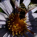 Помор пчела води ка највец́ој катастрофи у свету