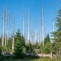 Bolesne nemačke šume: samo petina drveća je zdrava