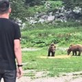 Oči u oči sa dva medveda! Naš poznati glumac na Šar-planini sa zverima – snimak naježio sve, pljušte komentari (video)