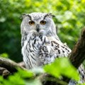 Najveća sova na svetu živi u Srbiji Sibirska ušara, fascinira svojom veličinom i retkošću
