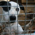 U prihvatilištu za napuštene životinje trenutno boravi 270 pasa