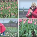 Polje lala usred Vojvodine: Od petka otvoreno za posetioce, cveće po akcijskoj ceni