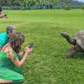Najstarija živa kornjača lažno proglašena mrtvom: Džonatan se i dalje šeta na ostrvu