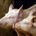 Vlada Srbije formirala štab za suzbijanje afričke kuge svinja, Brnabić na njegovom čelu
