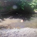 U Mionici uhapšen muškarac: Mučio životinje, ubio šest štenaca i snimke kačio na internet