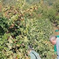 Berba grožđa u vlasotinačkom kraju još nije završena