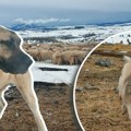 Izabrali smo kangala umesto šarplaninca iz bitnog razloga: Ovako govori vlasnik psa koji je zadavio vuka