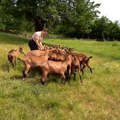 Zašto je mlada Jovana Rajković iz Klepana, kod Prilika, odlučila da se bavi kozarstvom?