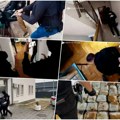Pogledajte veliku akciju hapšenja u Obrenovcu! SBPOK upao u stan i pronašao 50 kila marihuane: Mladićima (29) i (32) stavili…