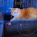 Nauka i tehnologija: NASA emitovala video mačke iz dubokog svemira prenet laserom
