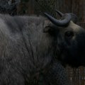 Zoološki vrt na Paliću: Veliki broj životinja aktivan u zimskom periodu