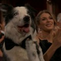 Kako je pas Mesi postao najveća zvezda ovogodišnje dodele Oskara?