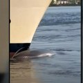 Potresan prizor Kruzer uplovio u njujoršku luku sa mrtvim kitom na pramcu