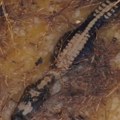 Avion sa pet putnika upao u močvaru punu aligatora! Jedva izvukli žive glave, dva dana bili okruženi zverima (foto/video)