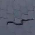 Zmija ujela muškarca u centru Kragujevca