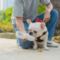 Veterinar upozorio: Šetnja psa po vrućini donosi ozbiljan rizik