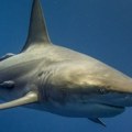 Australija: Muškarac preminuo nakon napada ajkule kod ostrva Rotnest
