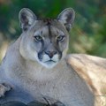 Uhvaćena puma koja je proteklih dana primećena na severu Poljske