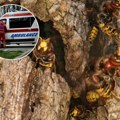 Horor u Beogradu: Muškarca izujedao roj osa, preminuo uprkos naporima lekara