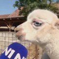 Plavooka albino beba alpaka - zvezda farme egzotičnih životinja u selu kraj Ćuprije