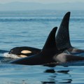 Životinje: Majke kitova ubica čuvaju sinove od pet tona da ne upadnu u nevolje