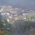 Mrtva riba pluta krivajskim jezerom: Pomor ribe u akumulaciji Moravica u Bačkoj Topoli