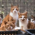 Kina: Policija spasila 1.000 mačaka i zaustavila trgovinu mačjim mesom
