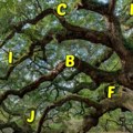 Izaberite jedno slovo sa drveta Saznajte da li će vam se ta želja ostvariti