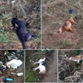 Policija o uginulim psima u Leskovcu: Tužilaštvo se izjasnilo da nema elemenata krivičnog dela