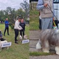 Preko 300 pasa na 17. Međunarodnoj izložbi pasa svih rasa u Leskovcu