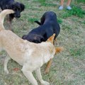 Užas na Novom Beogradu Devojčicu (5) napao pas lutalica! Odgrizao joj deo ruke, dete zadobilo teže povrede