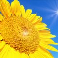 Danas sunčano i toplo