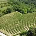 Ako primetite ovakvu ružičastu boju na biljkama, odmah reagujte: Uništava sve pred sobom, opasna je po život